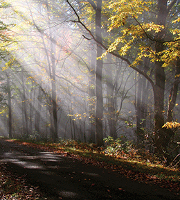 Sunlight streams through autumn forest trees, casting light rays on a serene wooded path.