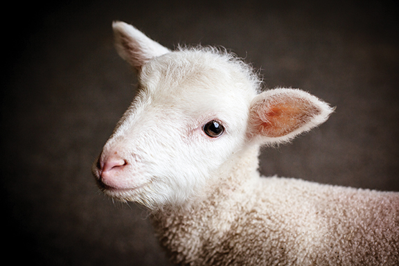 Close-up of a cute, fluffy white lamb against a dark background, looking towards the camera.