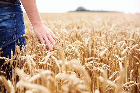 Hand touching golden wheat field, symbolizing agriculture and growth in a rural landscape.