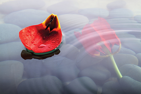 Red tulip petal on water with stone background and tulip reflection.