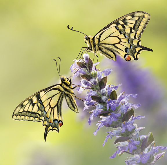 Two colorful butterflies perched on purple flowers against a soft green background.