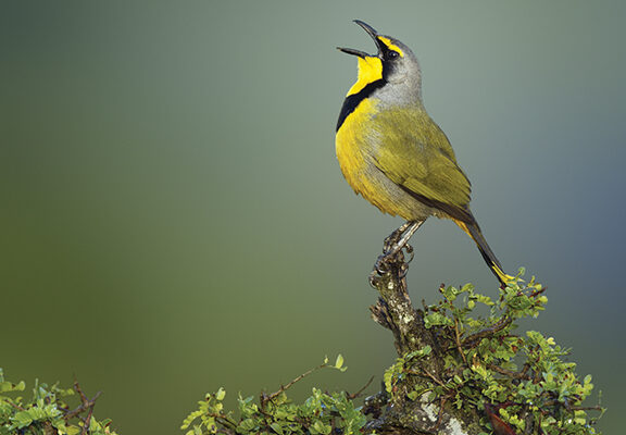 Yellow and gray bird singing on a leafy branch against a blurred green background.