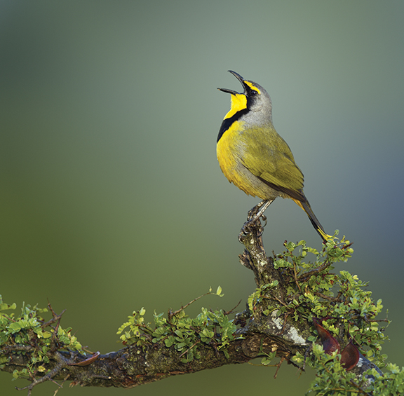 Yellow and gray bird singing on a leafy branch against a blurred green background.