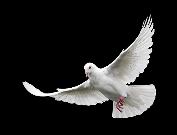 White dove in flight against a black background, symbolizing peace and freedom.