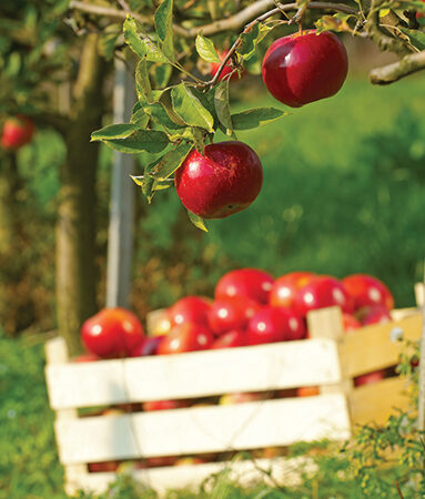 Fresh red apples on a tree, with a wooden crate filled with apples in a sunny orchard.