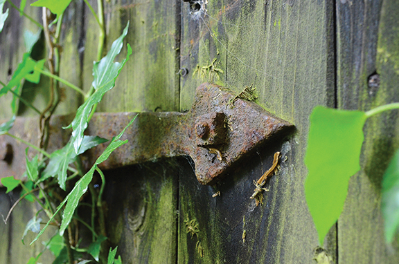 Rusted hinge on weathered wooden gate with green ivy.