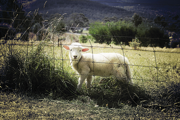 A cute lamb standing by a wire fence in a sunny rural landscape with lush green grass and hills in the background.