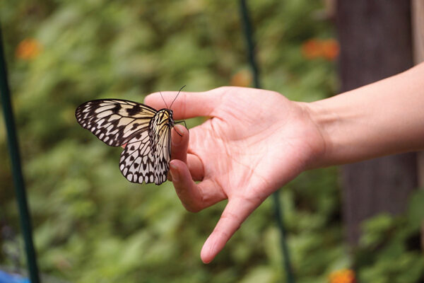Hand gently holding a delicate butterfly in a garden setting.