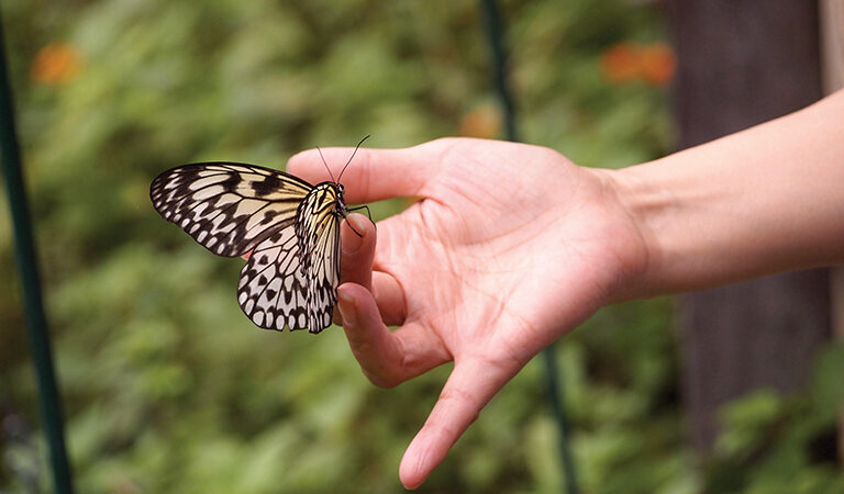 Hand gently holding a delicate butterfly in a garden setting.