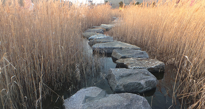 Stepping stones through tall reeds over water in a tranquil nature setting.
