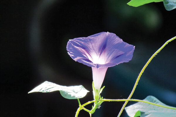 Purple morning glory flower glowing in sunlight with green leaves and vine in the foreground.