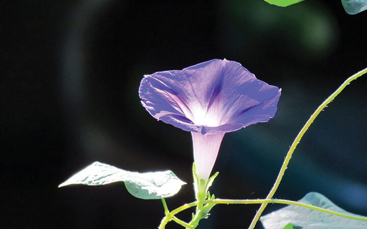 Purple morning glory flower glowing in sunlight with green leaves and vine in the foreground.