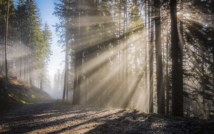 Sunlight streams through a misty forest, illuminating a serene, wooded path in the early morning.