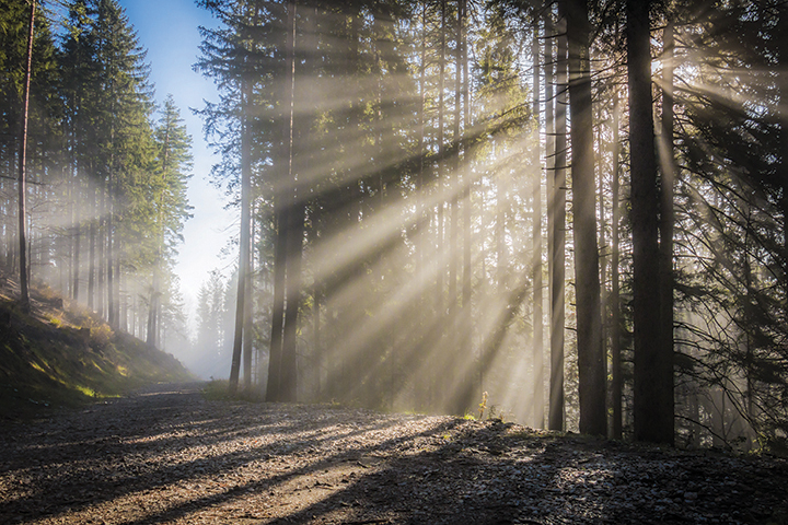 Sunlight streams through a misty forest, illuminating a serene, wooded path in the early morning.