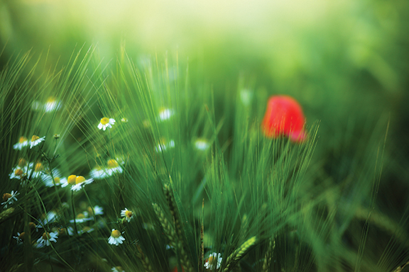 Wildflowers and lush green grass in a sunlit meadow, with a red poppy softly blurred in the background.