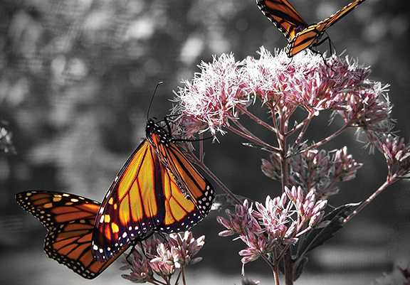 Two vibrant monarch butterflies perched on pink flowers, enhancing a grayscale background with their striking colors.