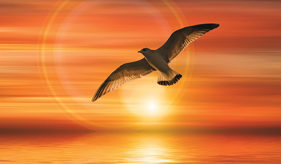 Seagull flying over ocean during vibrant orange sunset with sun rays in background.