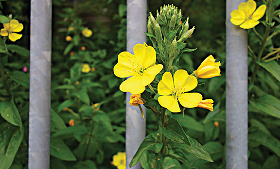 Bright yellow evening primrose flowers growing through metal bars.