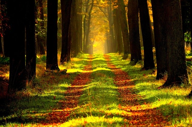 Sunlit forest path with autumn leaves and tall trees, creating a serene and picturesque nature scene.