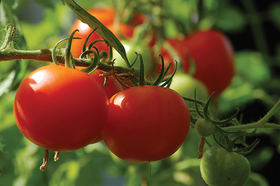Fresh red tomatoes on a vine with green leaves, illuminated by sunlight in a garden setting.