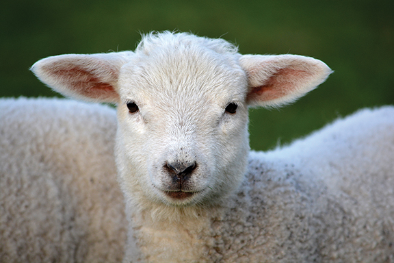 Close-up of a cute white lamb with fluffy wool and big ears, standing against a green background.