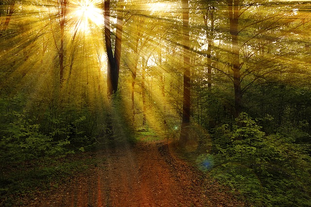Sunlight filtering through forest trees, illuminating a peaceful dirt path enveloped in lush greenery.