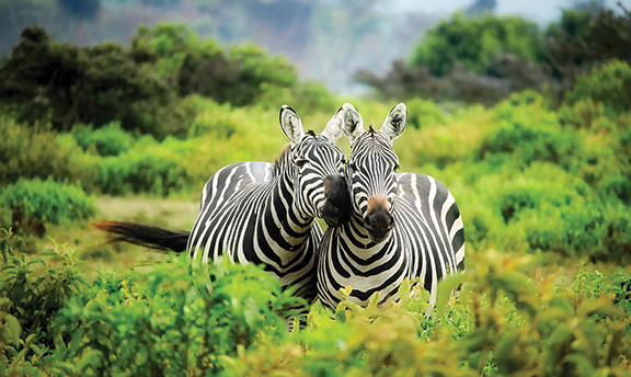 Two zebras stand together in lush greenery, showcasing their striking black and white stripes in a vibrant natural setting.