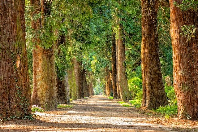 Tree-lined path in a sunlit forest with tall trees, creating a serene nature scene perfect for outdoor enthusiasts.