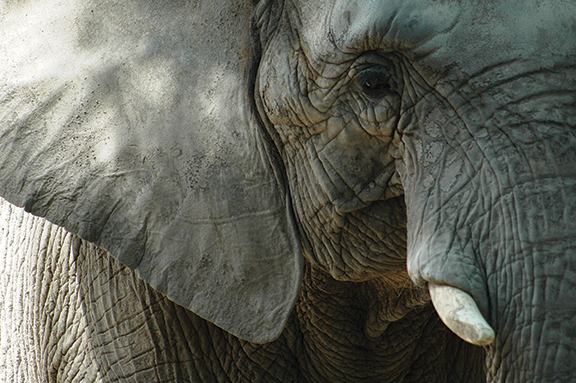 Close-up of an elephant's face, showcasing its textured skin and ivory tusk in natural sunlight.