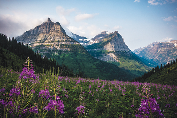 Field of purple wildflowers with mountainous backdrop under blue sky.