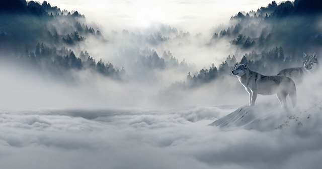 Wolves standing on a snowy hill in a misty forest landscape with trees and fog in the background.