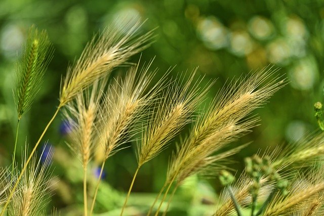 Close-up of golden wheat stalks swaying in a lush green field, symbolizing nature's harvest and seasonal growth.