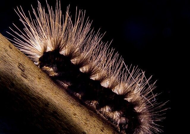 Close-up of a spiky caterpillar on a branch, illuminated dramatically against a dark background.