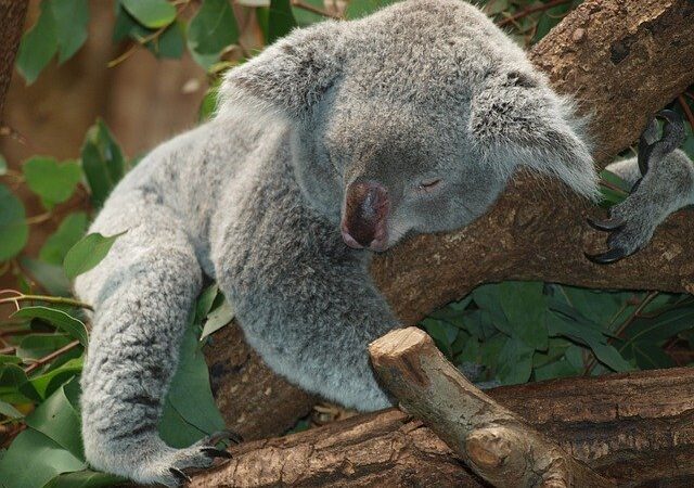 Sleeping koala on a tree branch surrounded by eucalyptus leaves in a natural habitat setting.