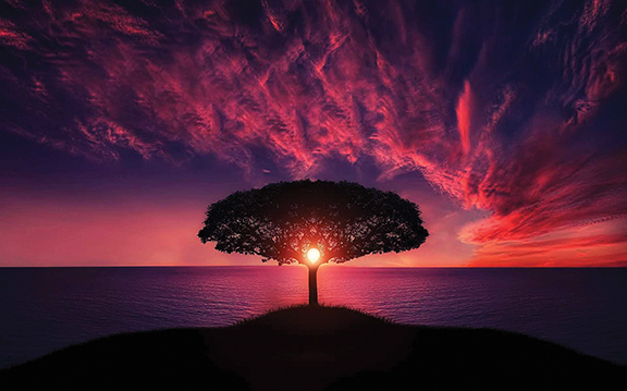 Tree silhouette against a vibrant purple sunset over the ocean, sun framed within branches.