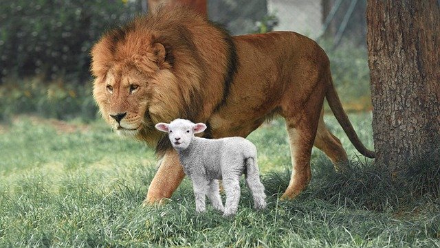 Lion and lamb standing together on grass, symbolizing peace and harmony in nature.