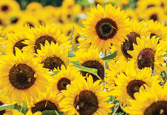 Vibrant sunflowers in full bloom, showcasing bright yellow petals and dark centers in a sunny field.