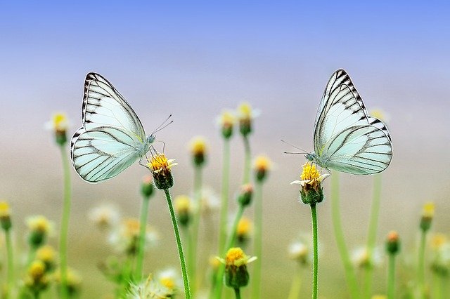 Two white butterflies perched on yellow flowers against a blurred natural background under a clear blue sky.