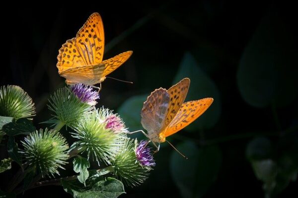 Two orange butterflies perched on vibrant thistle flowers in natural sunlight.