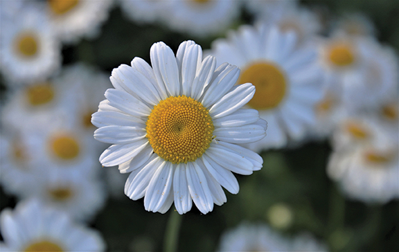 Close-up of a blooming white daisy with yellow center surrounded by blurred background of more daisies.