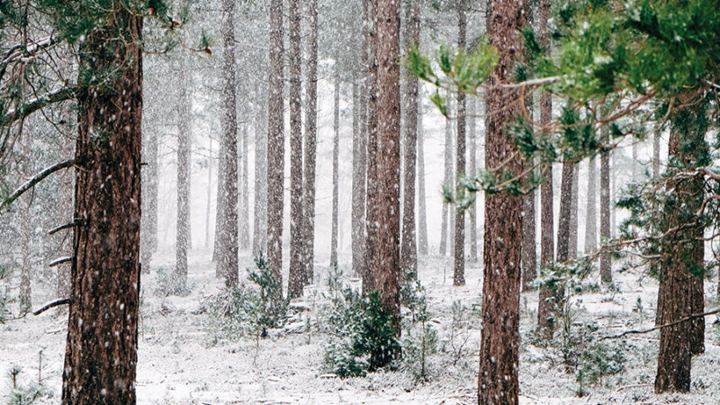 Snow falling in a serene forest with tall pine trees during winter.