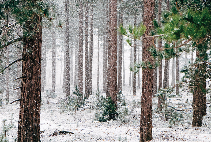 Snow falling in a serene forest with tall pine trees during winter.