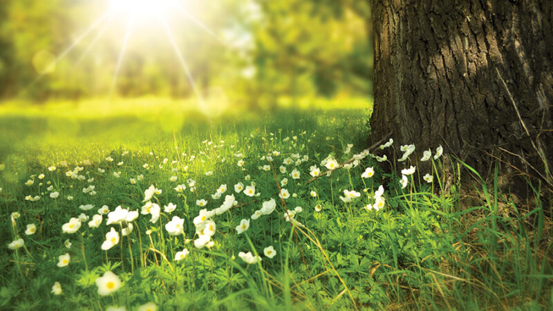 Sunlit meadow with white flowers and a tree trunk, creating a serene and natural landscape scene.