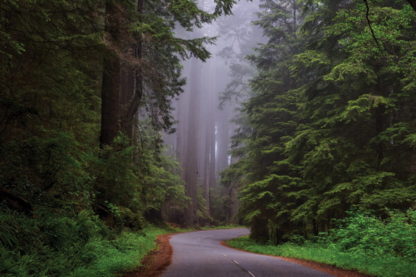 Winding road through misty redwood forest, surrounded by towering trees and lush greenery.