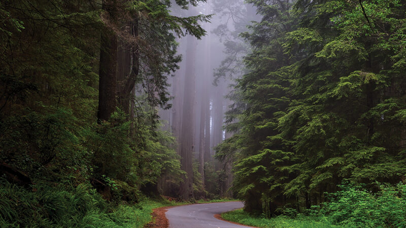Winding road through misty redwood forest, surrounded by towering trees and lush greenery.