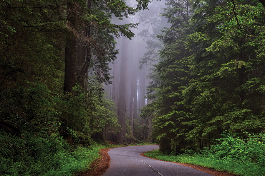 Winding road through misty redwood forest, surrounded by towering trees and lush greenery.