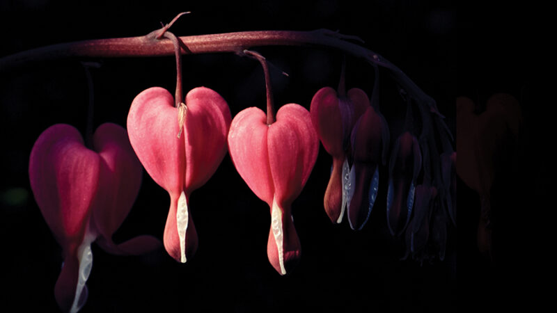 Close-up of pink bleeding heart flowers on a dark background, highlighting their delicate heart shape.