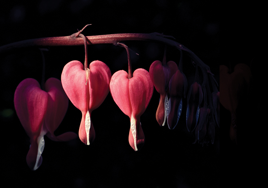 Close-up of pink bleeding heart flowers on a dark background, highlighting their delicate heart shape.