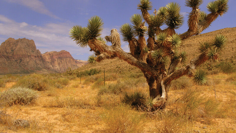 Desert landscape with a prominent Joshua tree, rocky mountains, and clear blue sky in the background.