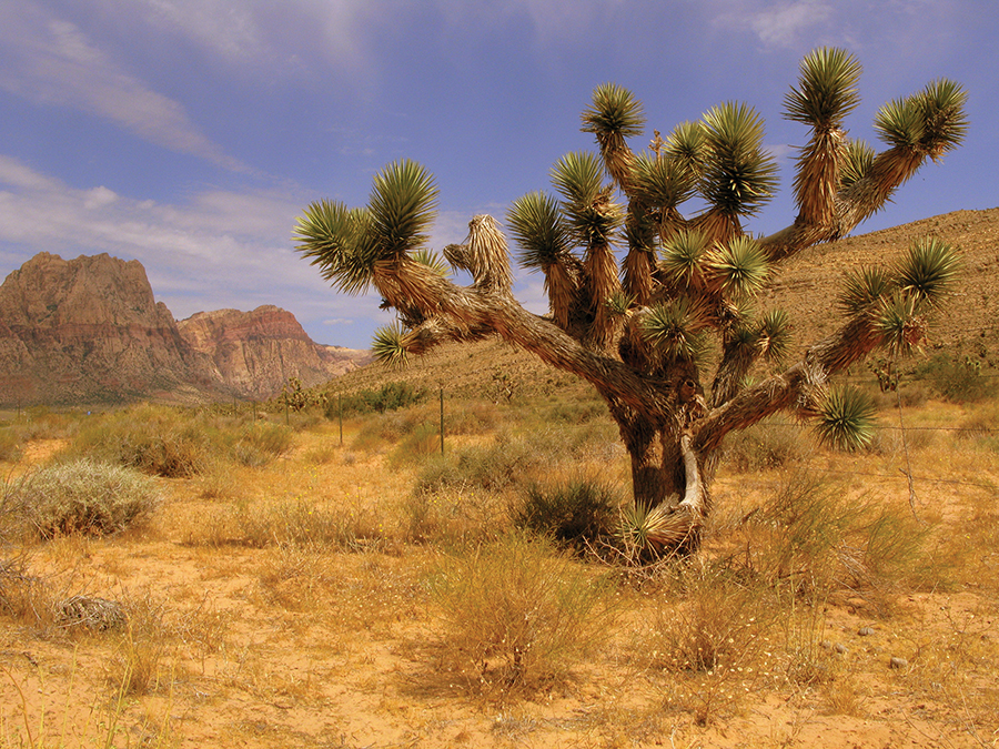 Desert landscape with a prominent Joshua tree, rocky mountains, and clear blue sky in the background.